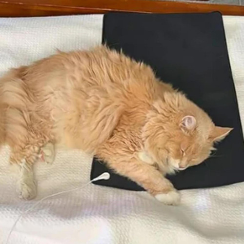 Alfombrilla De Tierra Para Patas De Mascotas Alfombrilla De