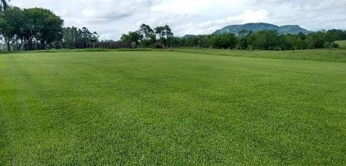 02 Kg Sementes Grama Esmeralda Para 2000m² 100% Puras