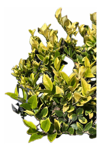 Plantas Para Cerco Perimetral Óleo Texano Buxus Laurel