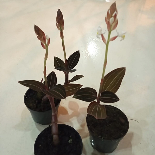 Kit 2 Ludisia Discolor Orquídea Pipoca Joia Terrestre Rara | Parcelamento  sem juros