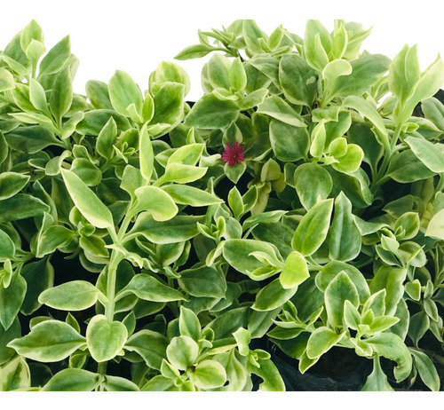 Kit 15 Mudas De Rosinha De Sol Variegata - Aptenia