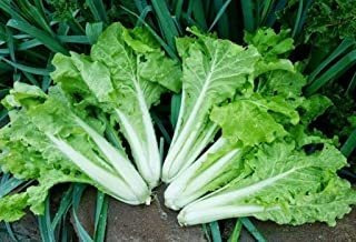 Frilly Leaf Pak Choi Fun Jen, Hybrid (brassica Rapa Var Chin