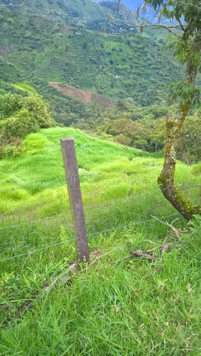 Imagen 14 de 14 de Venta Finca Ganadera Genova Quindio 125 Cuadras