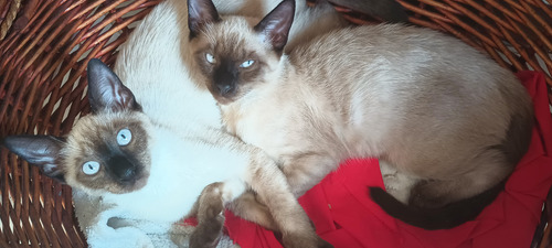 Gato Siamés Macho De Pelaje Claro Jugueton Y Obediente