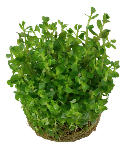 Rotala Indica Bonsai 033e Tc 1-2-grow Invitro Planta Tropica