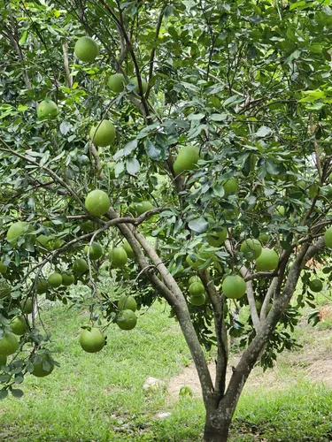 Finca En La Mesa Cundinamarca- San Joaquin
