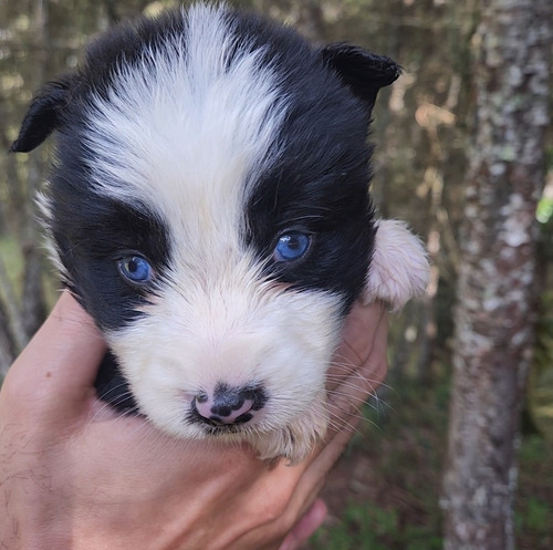 Border Collie Macho Tradicional De Ojos Azules ¡hermoso!