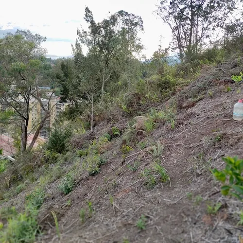 Colinas De Carrizal