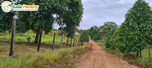 Imagem 10 de 15 de Fazenda À Venda Em Breu Branco - Pa 1.377 Hectares (dupla Aptidão) - 2271
