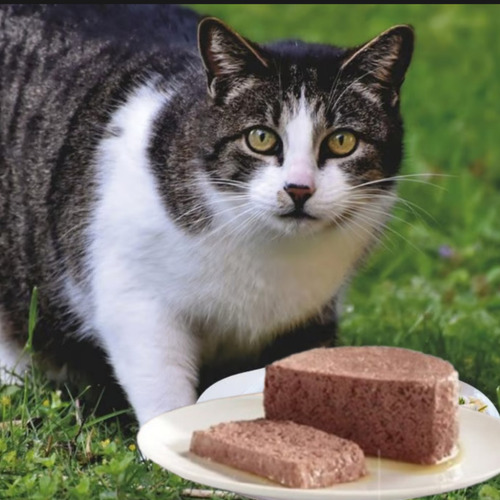 Pate Salmon Alimento Para Gatos Pack 24 Latas Felix 156 Gr