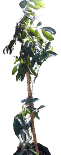 Frutales: Lichis