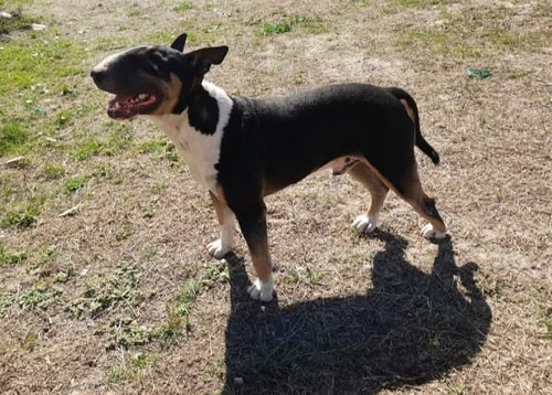 Bull Terrier Cachorros
