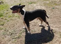 Comprar Bull Terrier Cachorros