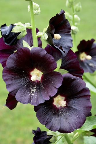 15 Sementes Malva Negra Alcea Rosea Nigra Preta Flor P Mudas