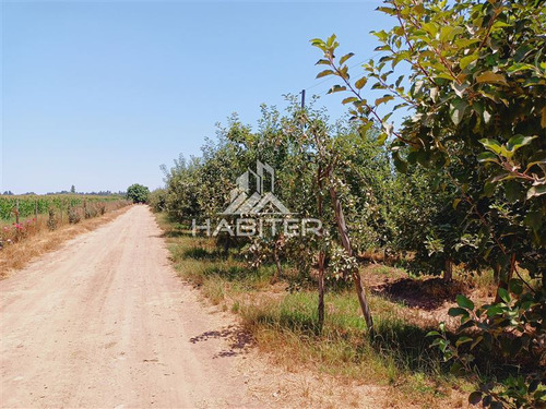 Imagen 8 de 30 de Agrícola En Venta En Curicó