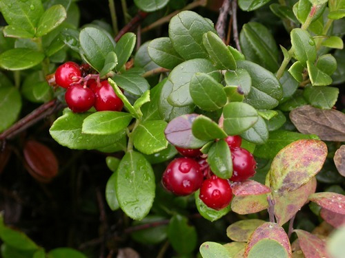 Imagem 7 de 10 de Frete Grátis Cereja Americana / Cranberry - Sementes Fruta