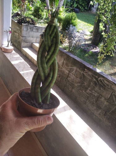 Trio De Uma Lança Trançada E Dois Cactos