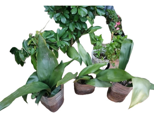 Planta Aspidistra 