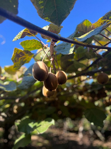 Predio De 30 Ha, Producción Kiwis