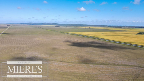 Campo Agrícola Ganadero De 1500ha Rocha (ref: Atm-6974)