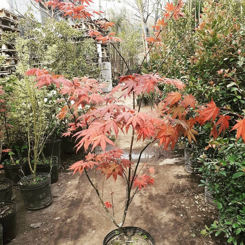 Arces Japoneses, Árboles Japoneses, Acer Coleccion 10lts