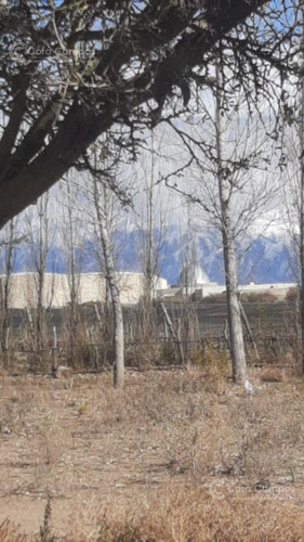 Se Vende Finca De 170ha Con Plantaciones De Ajo En San Carlos, Mendoza