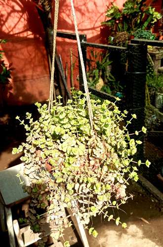 Maceta Colcante Suculenta Crassula Pellucida