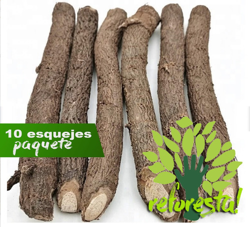 10 Esquejes (raíces) Paulownia Shantong (kiri) 5 - 8 Cms