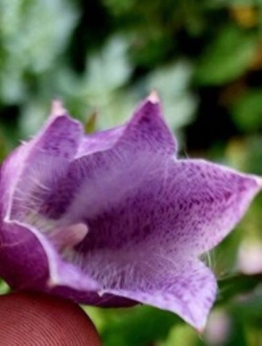 Campanula Punctata Morada 15 Semillas + Instructivo