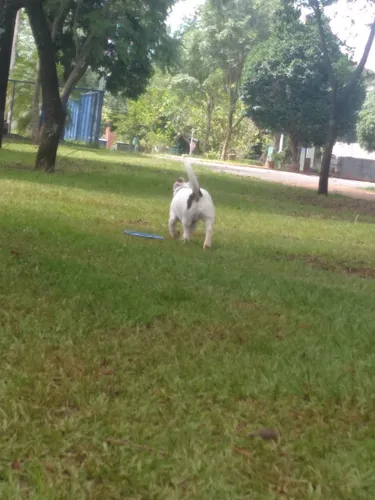 Doação De Cachorro