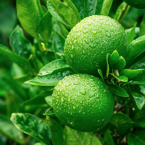 Limón Sin Semilla 100cm Aprox De Altura Limón Persa