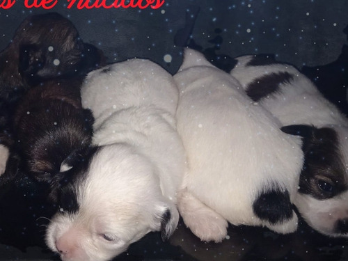 Imagen 1 de 2 de Cachorros A Las Ventas Shihpoo