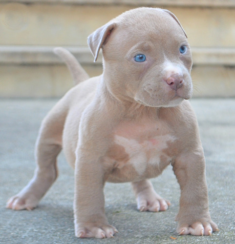 Filhote Pit Bull - Monster - Pedigree - Cinza - Marrom