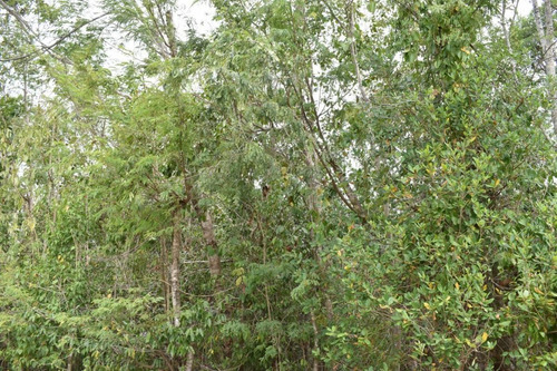 Imagen 10 de 10 de En Venta Terreno En Cancún, Colonia Doctores C2991