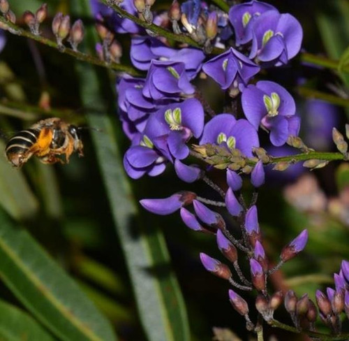 Sementes Salsaparrilha Selvagem Flor Melífera Apícola P/muda
