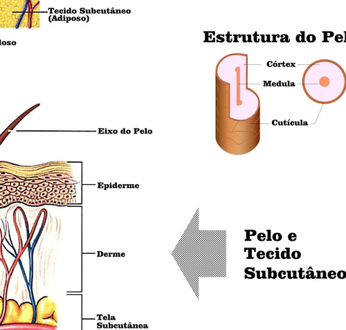 Poster Anatomia Da Pele 65x100cm Sistema Tegumentar - Decoração Dermatologista - Plastificado - Para Sala Consultório - Cabelo Pelo - Pele - Unhas