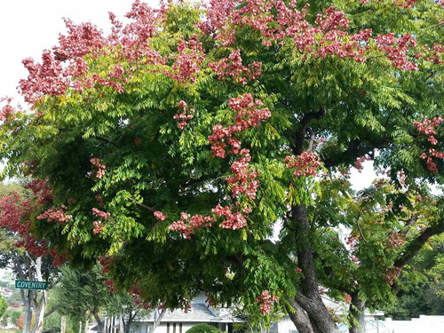 Arvore Da China Koelreuteria Bipinnata - Sementes P/ Mudas