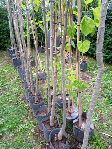 Imagen 4 de 9 de Arbol De Tilo - 4 Años - 2,5 Mts.hermoso-e.gratis Cabaygba