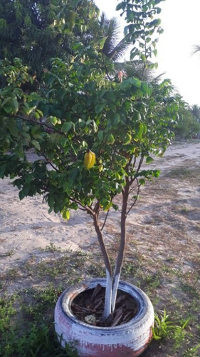 Imagem 10 de 13 de Terreno À Venda, 4756 M² Por R$ 800.000,00 - Miritiua Turu - São José De Ribamar/ma - Te0396