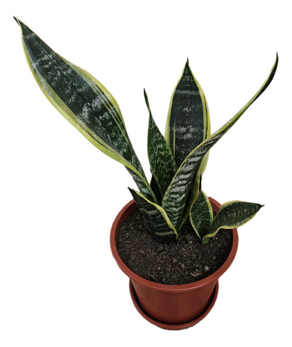 Planta Sanseveria Lengua De Suegra