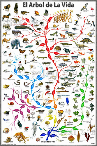 Cuadro El Arbol De La Vida - Evolución De Las Especies