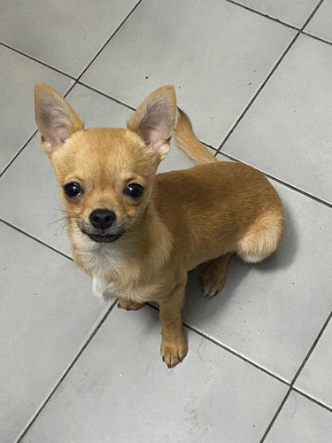 Imagen 5 de 5 de Cuido Perros Pequeños En Mi Domicilio Solo Uno Por Vez