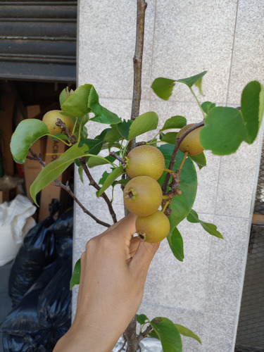 Pera Nashi Asiática Con Frutos Peral Árbol Injertado Boedo