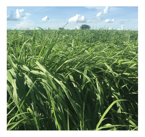 Semilla Forrajes Pastos Panicum Max Tamani Clima Cálido 5 Kg