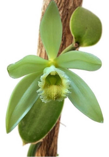 Orquídea Baunilha Vanilla Planifolia Planta Pré Adulta
