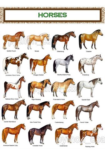 Imagen 6 de 6 de Colección 3 Pósters Razas De Caballos - 42x30 Cm. - Nuevos