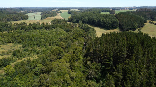 Campo En Venta En Cañitas, Los Muermos, Región De Los Lagos