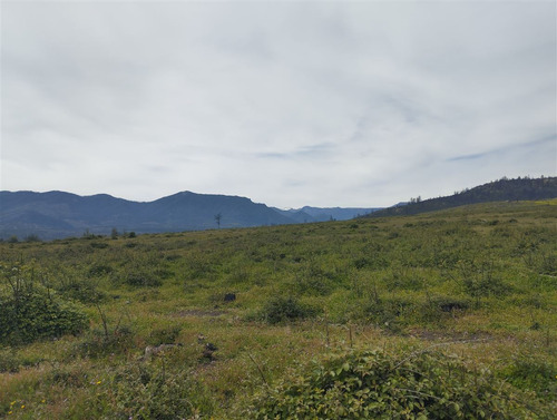 Vende 49 Hectáreas En Río Claro, Región Del Maule