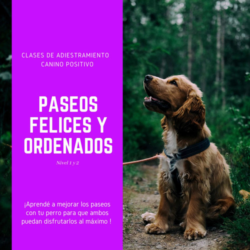 Imagen 4 de 5 de Clases De Adiestramiento Canino 100% Positivo