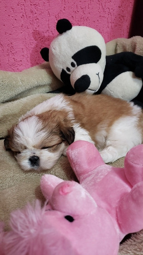 Imagem 3 de 4 de Filhote De Shihtzu Mini
